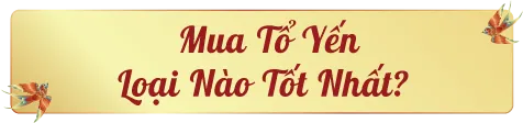 mua-to-yen-loai-nao-tot